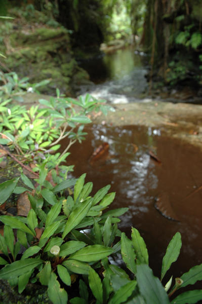 Bucephalandra sp.