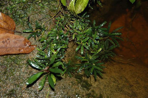 Bucephalandra sp 