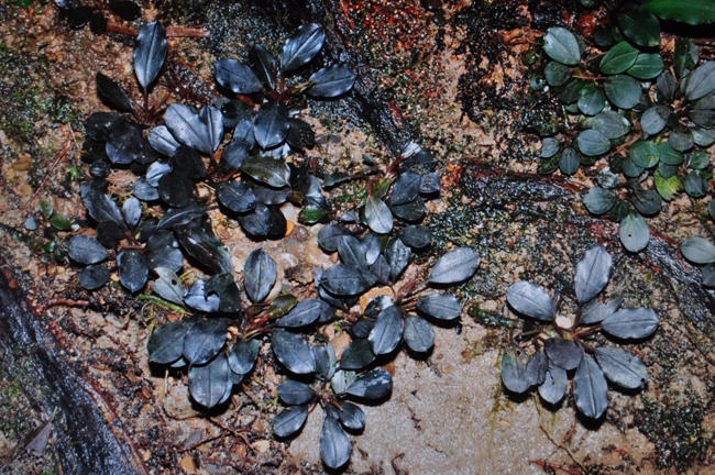 いラインアップ Bucephalandra sp. silver gray 水上葉 水草