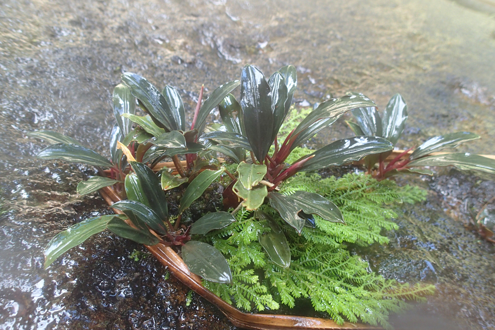 水草 Bucephalandra, sp. Air besar2 現地画像 Part5 