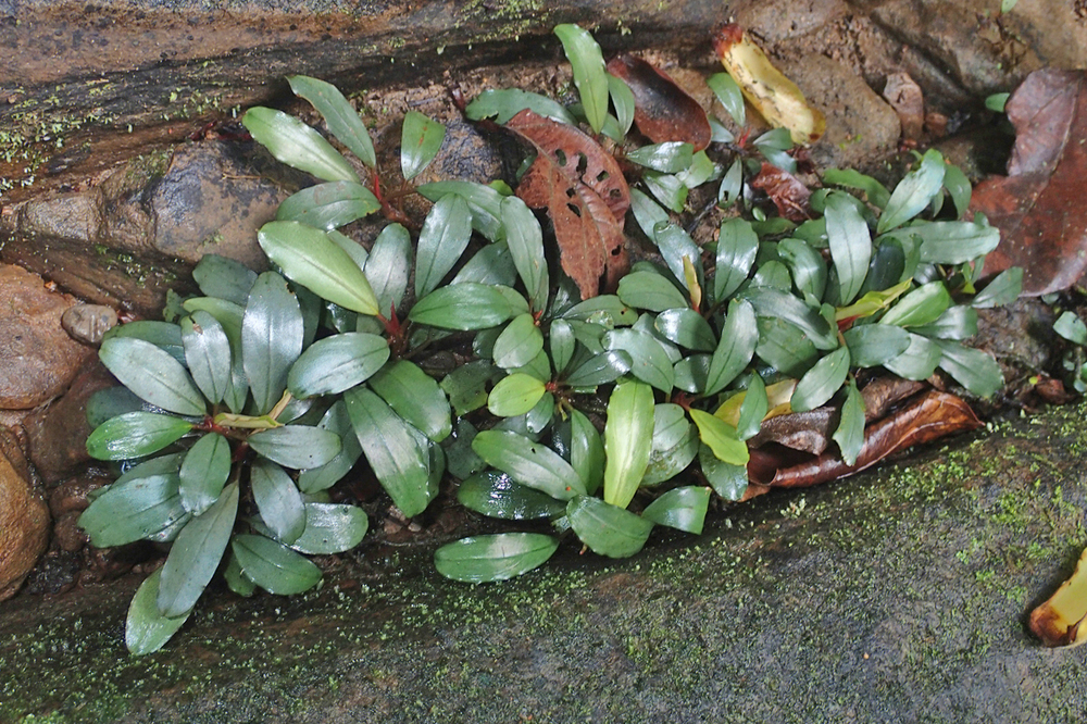 現地画像 Bucephalandra sp. 