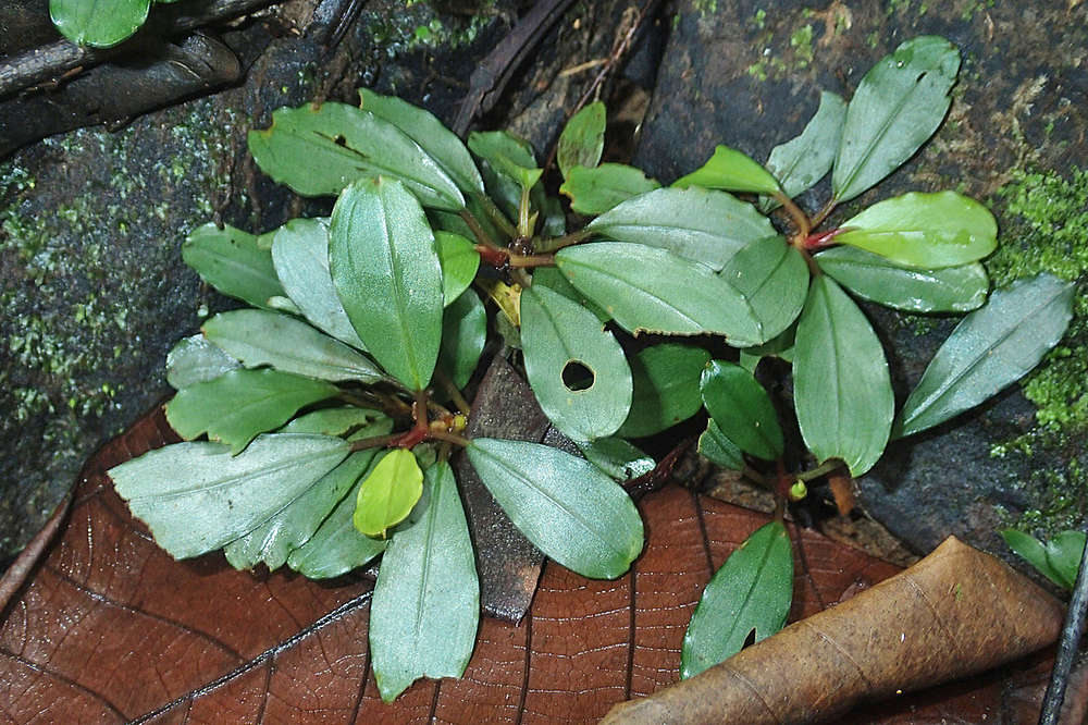 現地画像 Bucephalandra sp. 