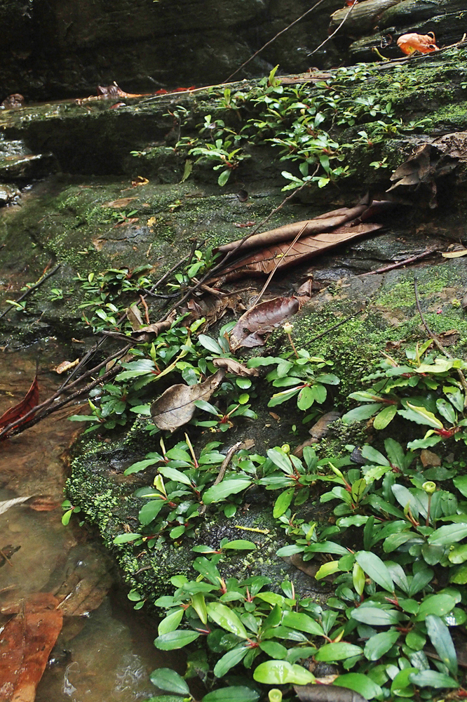 現地画像 Bucephalandra sp. 