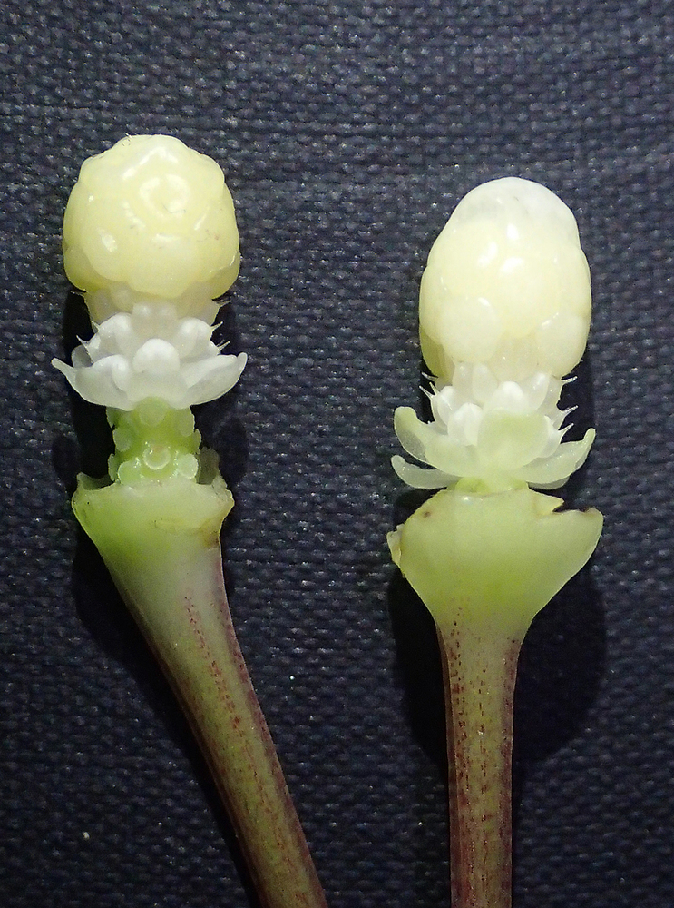 現地画像 Bucephalandra sp. 
