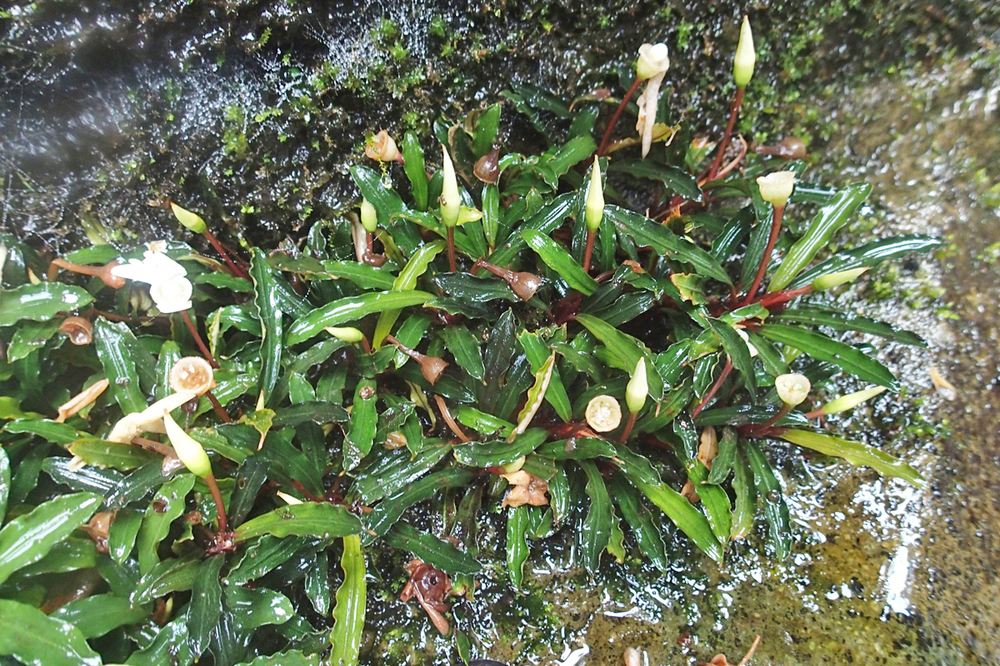 現地画像 Bucephalandra sp. 