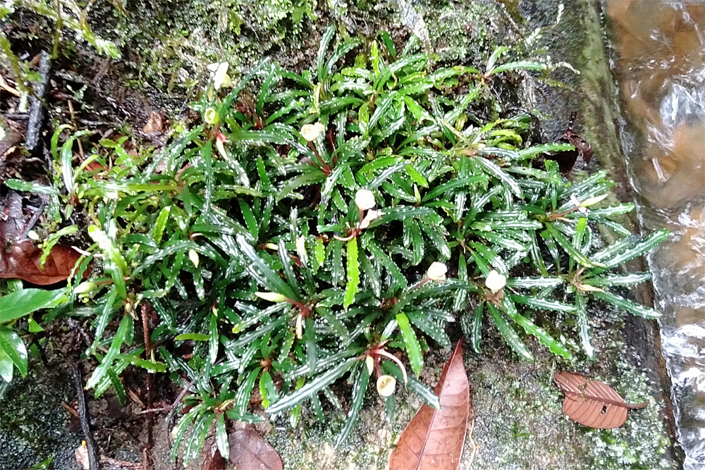 Bucephalandra ブセファランドラ sp スラワイ2 - ペット用品