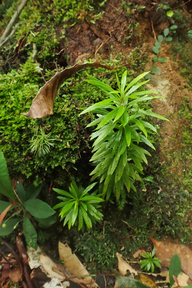 ☆入荷情報 グヌンサランの植物など: 東南亜泥炭会 TEAM BORNEO