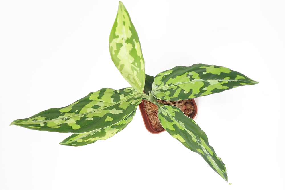 アグラオネマ スターバックス「Aglaonema Starbucks」47A