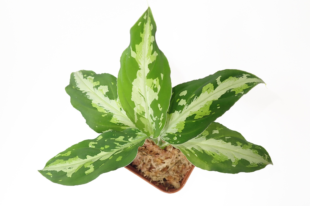 Aglaonema pictum