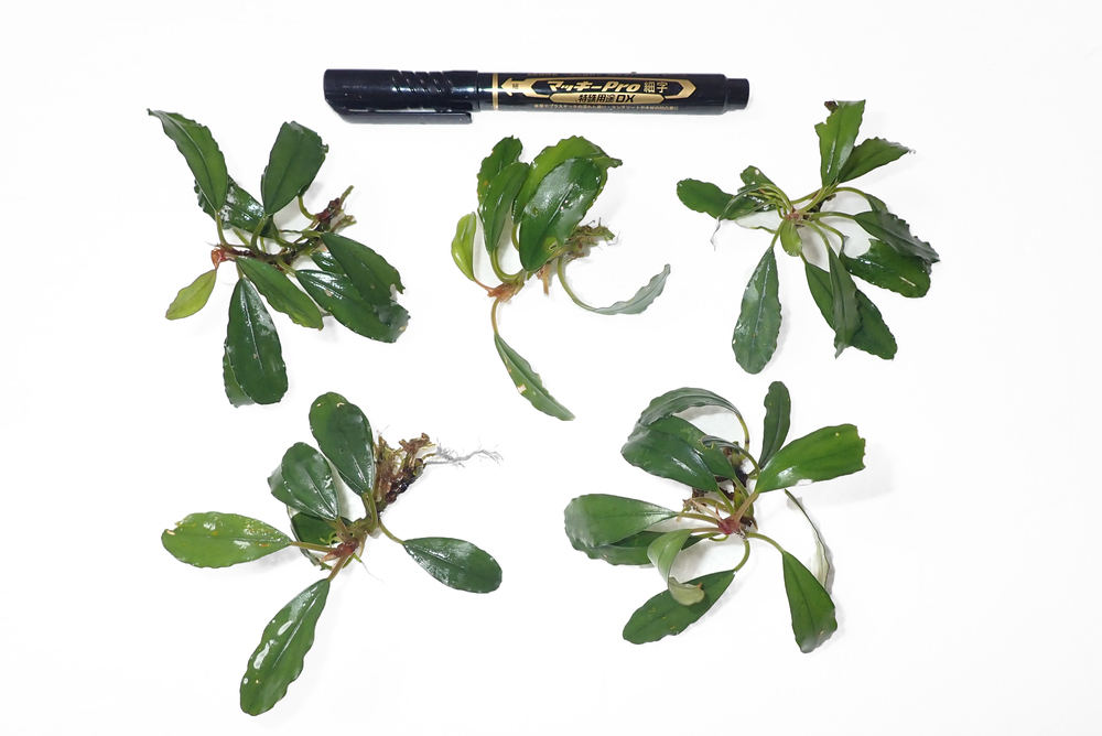 Bucephalandra sp.Serawai1-20 Sintang[TB] - メルカリ