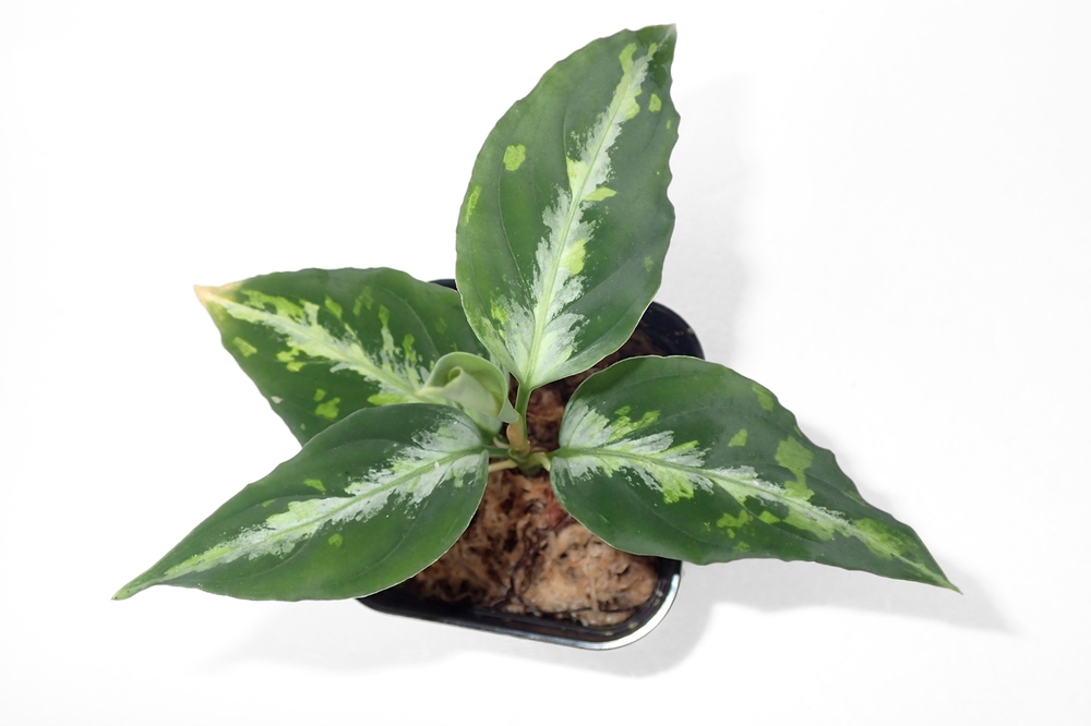 ☆ひとりリモート天下一植物界 アグラオネマリリース!: 東南亜 ☆ひとりリモート天下一植物界 アグラオネマリリース!: 東南亜
