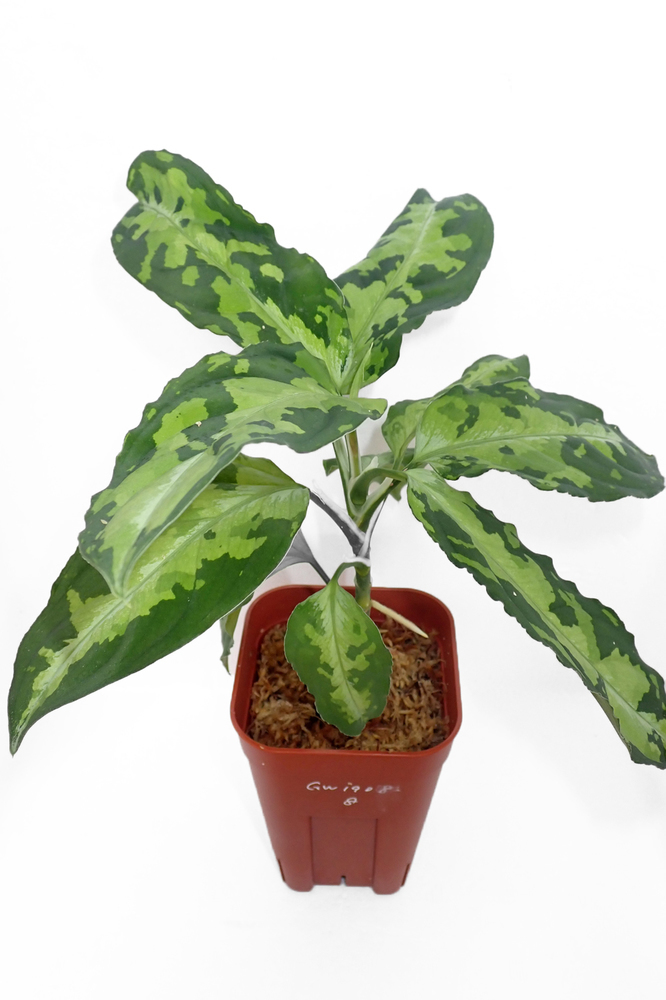 ☆ひとりリモート天下一植物界 アグラオネマリリース！: 東南亜