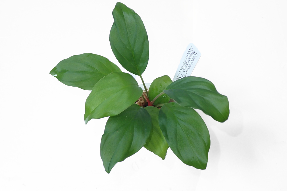 ☆ひとりリモート天下一植物界 ホマロメナリリース！: 東南亜