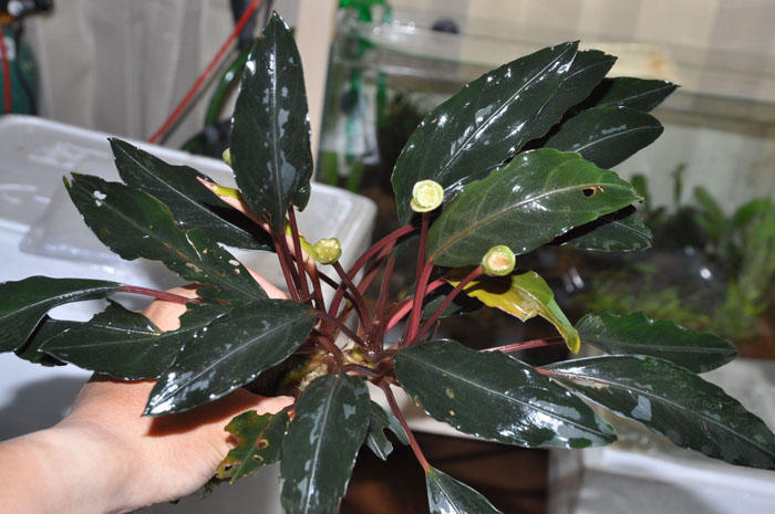 ブセファランドラ sp. ボグネリ ウンティコン産 - 植物/観葉植物