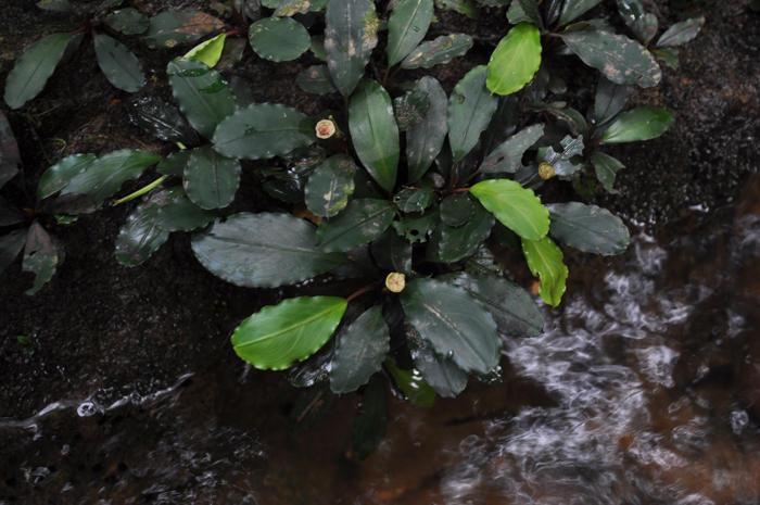 Bucephalandra sp. 