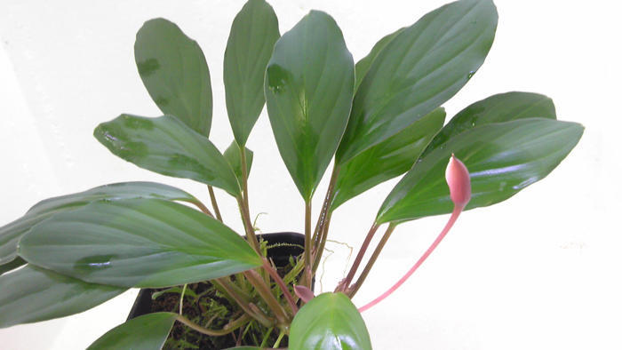 フルタドアsp.グリーンナロー 熱帯植物 アロイド　ジメジメ系植物 パルダリウム フルタドア sp. 