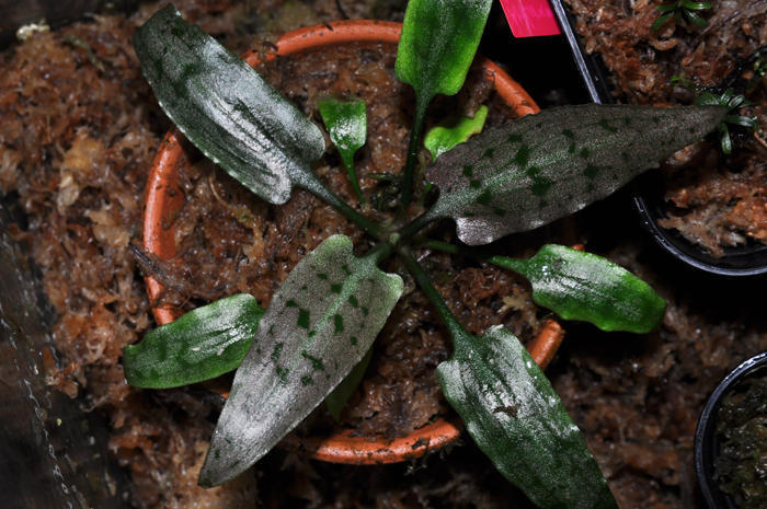 Cryptocoryne auriculata 