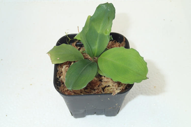 熱帯植物　ガランサルムsp.シンタン　[SF0925-01] 熱帯植物 ガランサルムsp.シンタン [SF0925-01] ☆カリマンタンの