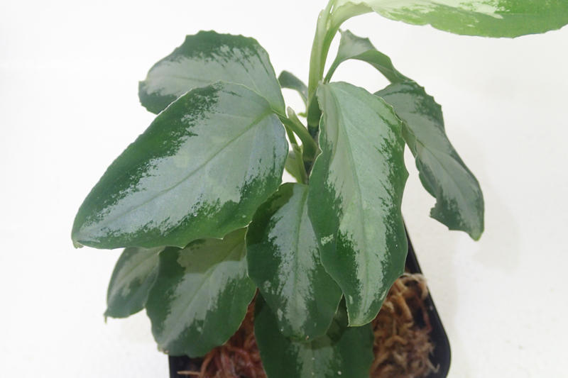 【30％OFF】 ☆アグラオネマ DB1311フロスティ 東南亜泥炭会 ヤフオク出品: その他観葉植物
