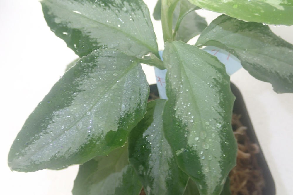 Yahoo!オークション - アグラオネマ フロスティ Aglaonema
