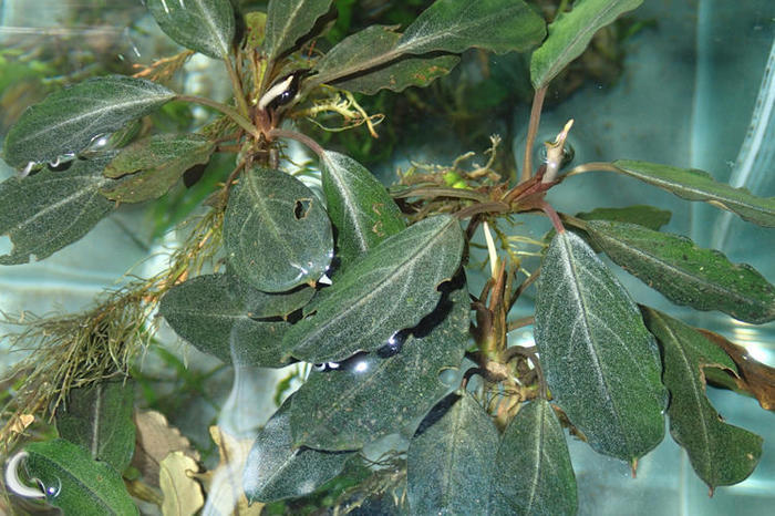 ☆ブセファランドラ パール＆ダーク 2種リリース: 東南亜泥炭会