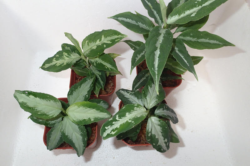 アグラオネマ沢山入荷しました！ | ブログ | 観葉植物の