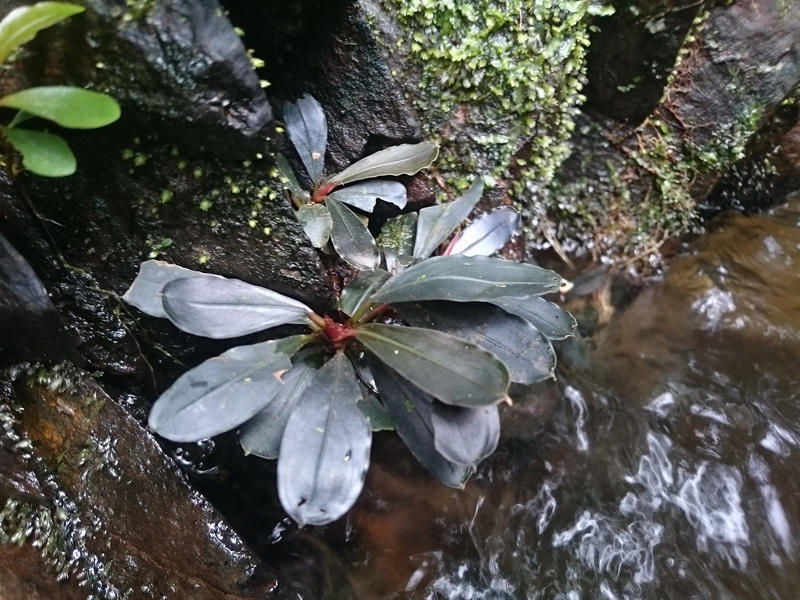 ブセファランドラ 現地画像: 東南亜泥炭会 TEAM BORNEO