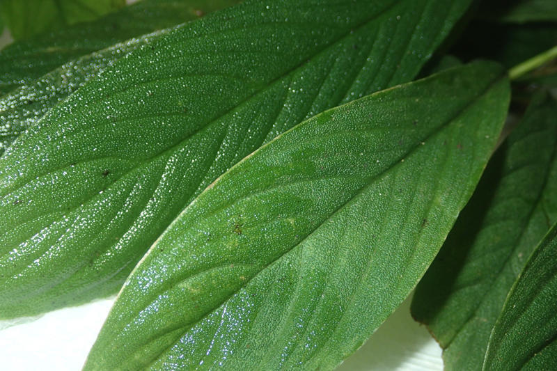 Homalomena asperifolia 