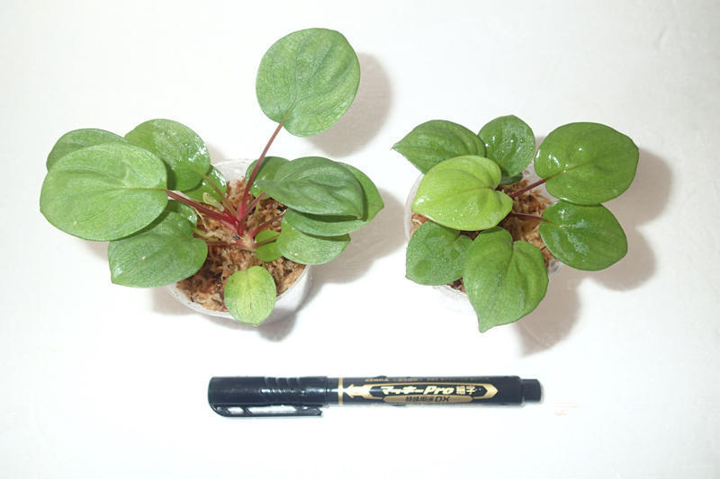 61 ブセファンドラ pygmaea var marble6株まとめ袋 水草