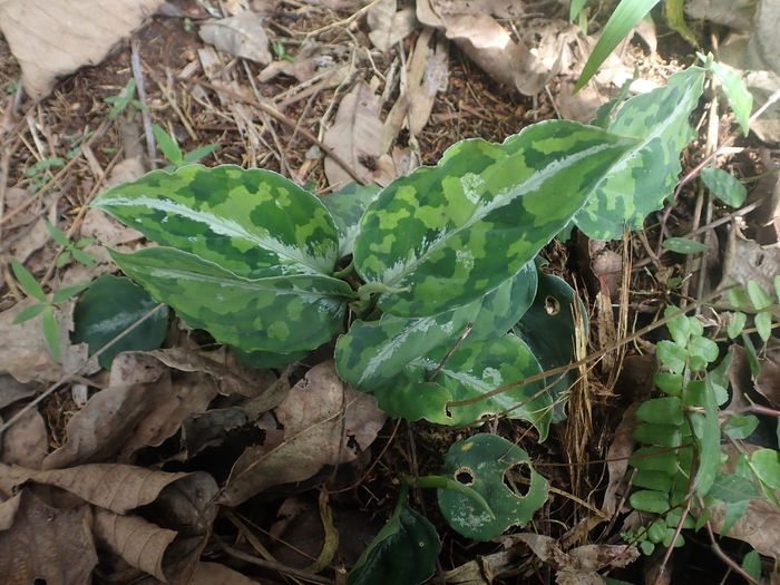 ☆入荷情報 グヌンサランの植物など: 東南亜泥炭会 TEAM BORNEO