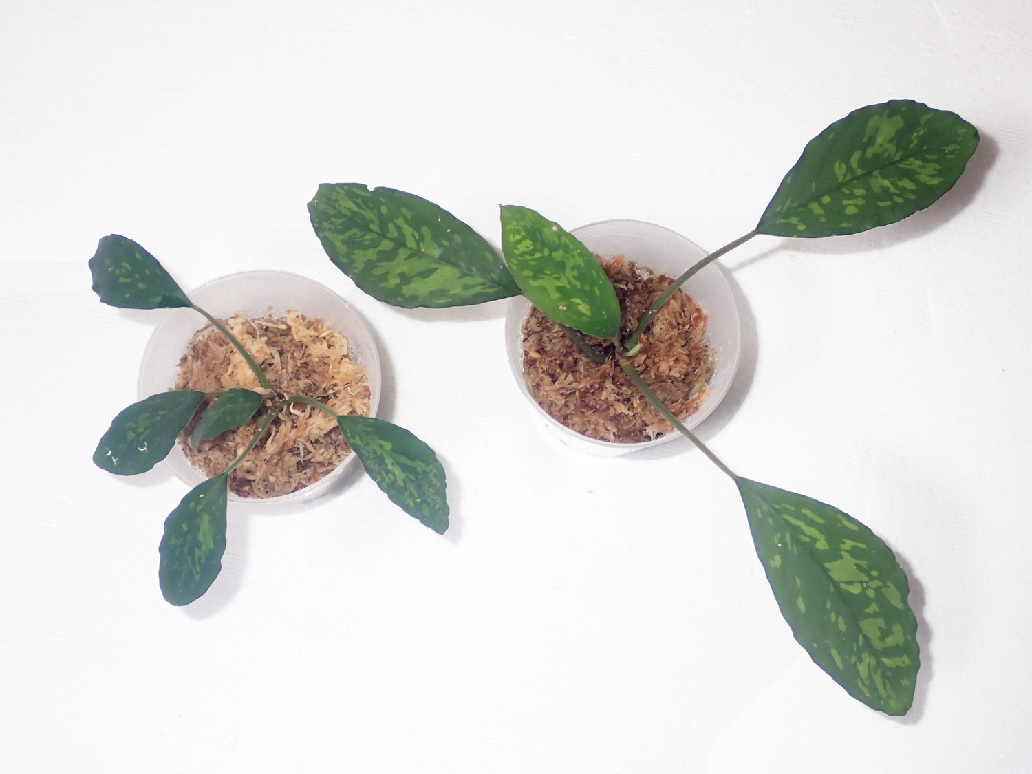 ☆2026年初リリース！: 東南亜泥炭会 TEAM BORNEO