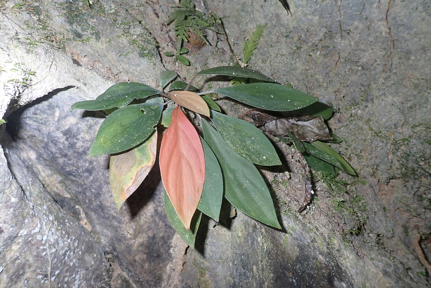 Homalomena sp. 