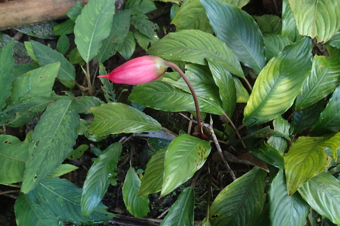 P5101602.JPG